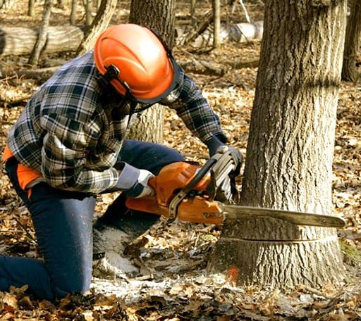 Tree Removal in Oak Ridge, NJ